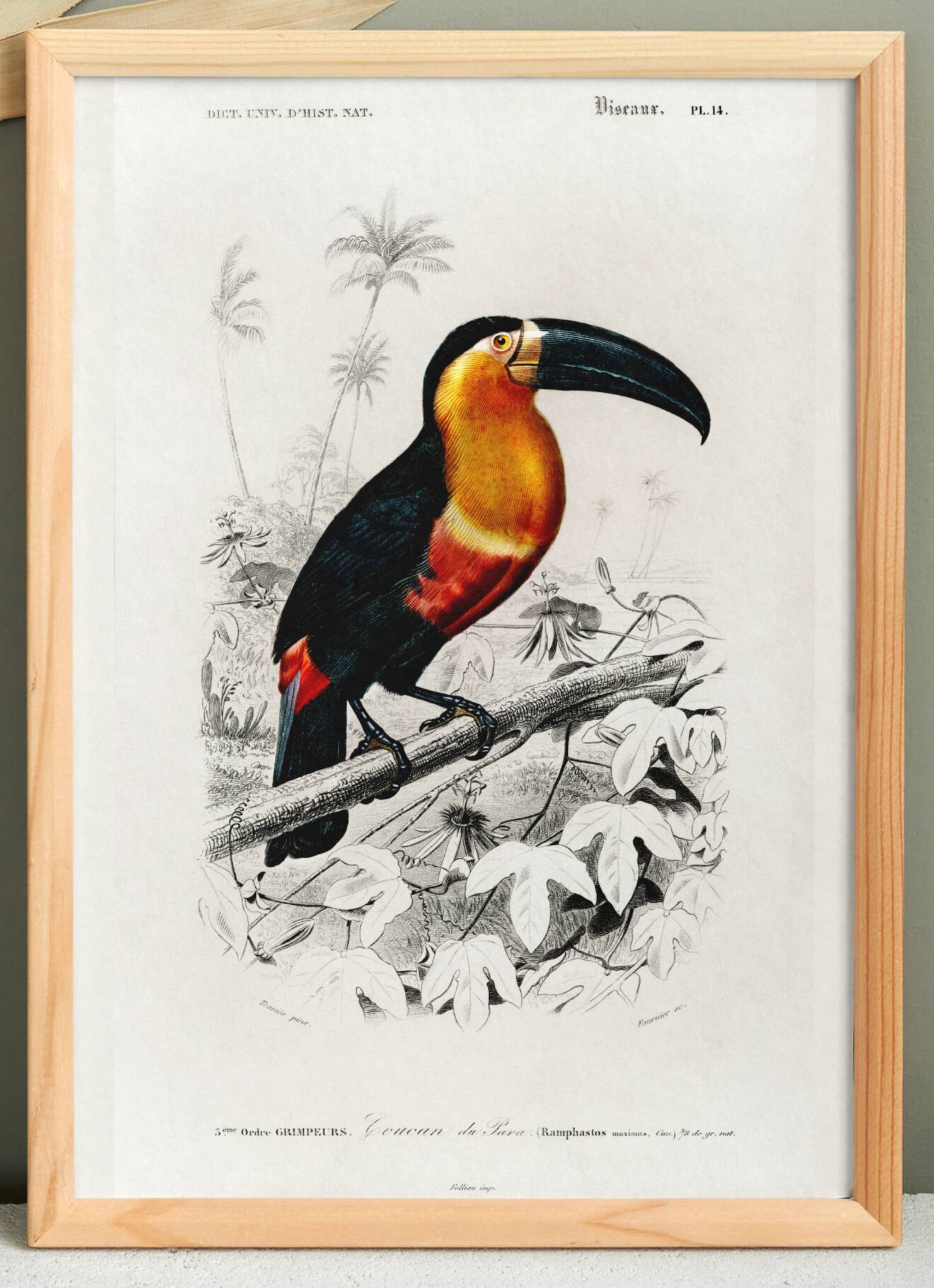 Poster of the Toucan, based on an old engraving from 1849.
