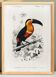 Poster of the Toucan, based on an old engraving from 1849.