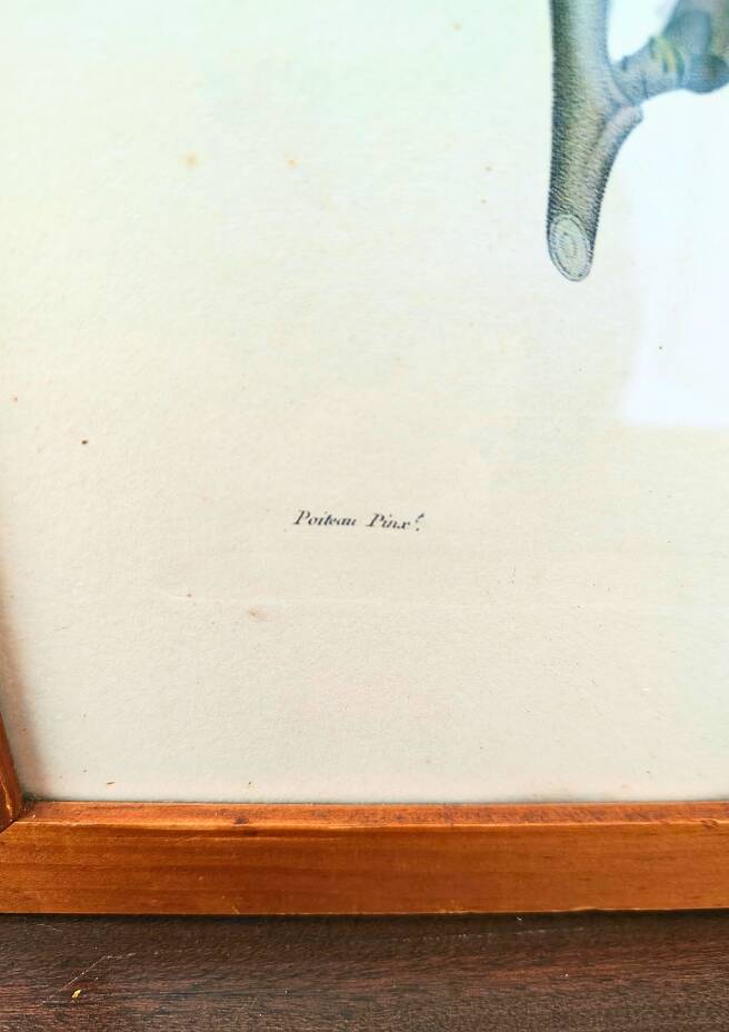 Pair of Botanical Plates 1905 – Peach & Pear – Poiteau