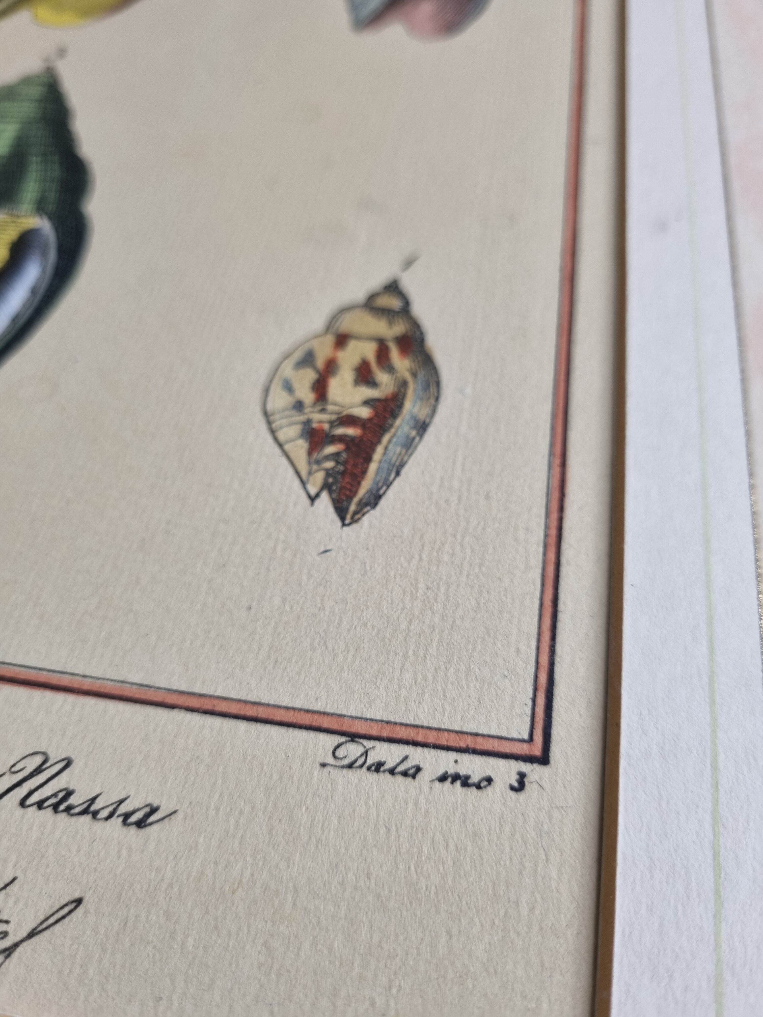 Natural History plate, Conchyliology, signed in the plate, XVIIIth