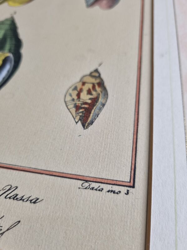 Planche d'Histoire Naturelle, Conchyliologie, signée dans la planche, XVIIIème