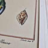 Natural History plate, Conchyliology, signed in the plate, XVIIIth