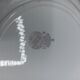 12 hollow plates Badonviller KG Lunéville - Birds