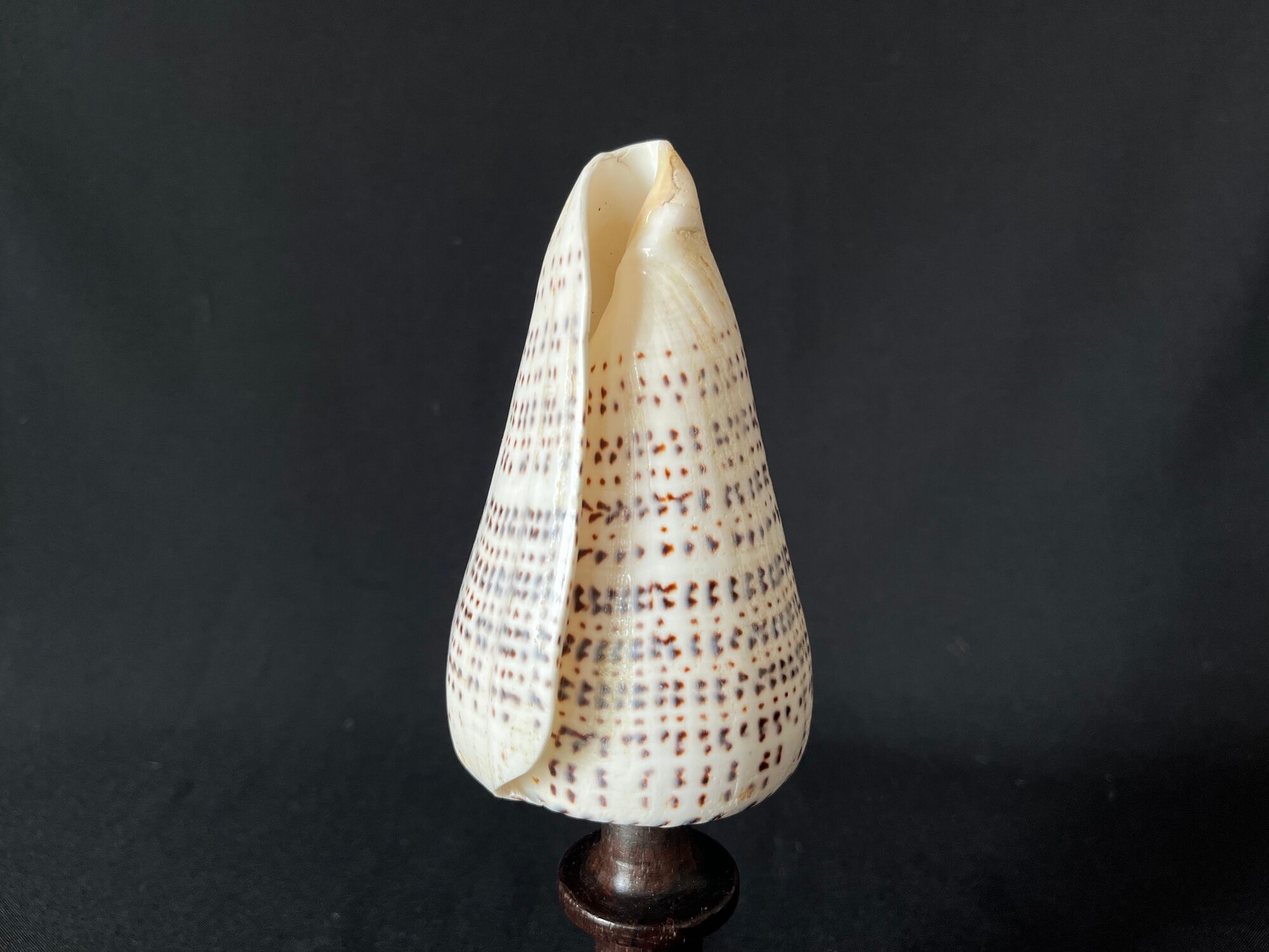 Shell Conus Litteratus on blackened turned wooden base old cabinet of curiosities