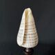 Shell Conus Litteratus on blackened turned wooden base old cabinet of curiosities