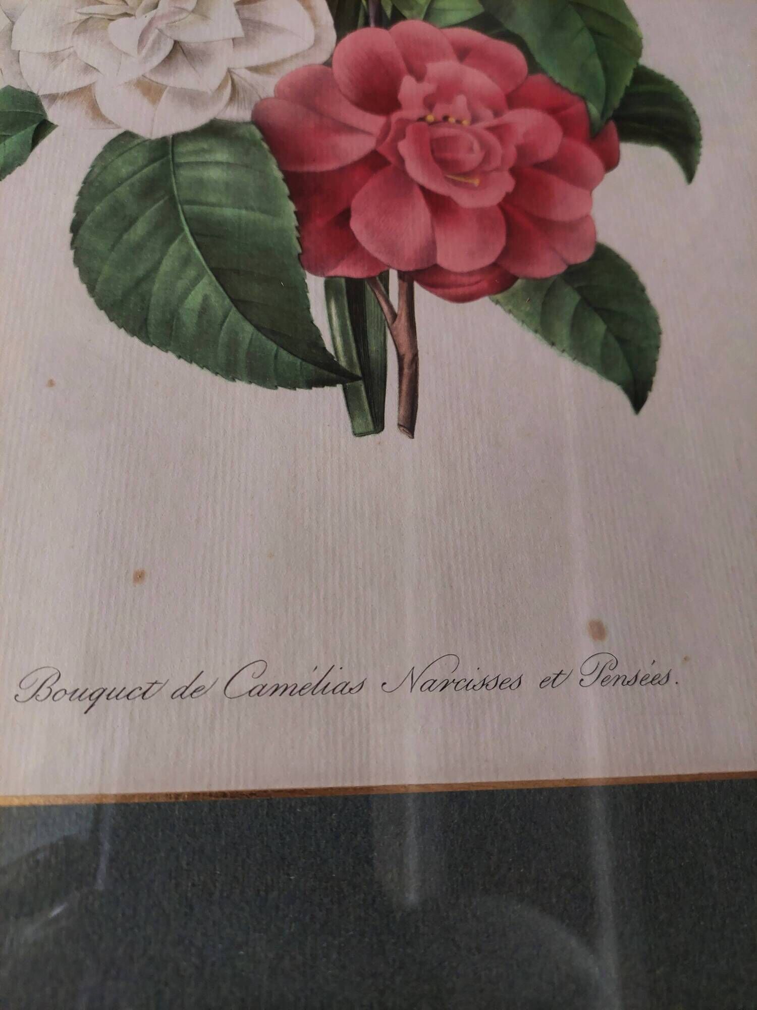 Engraving after Pierre Joseph Redouté engraved by Victor bouquet camellias