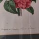 Engraving after Pierre Joseph Redouté engraved by Victor bouquet camellias