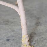 Saint Sauveur garden chair from Arras 1910