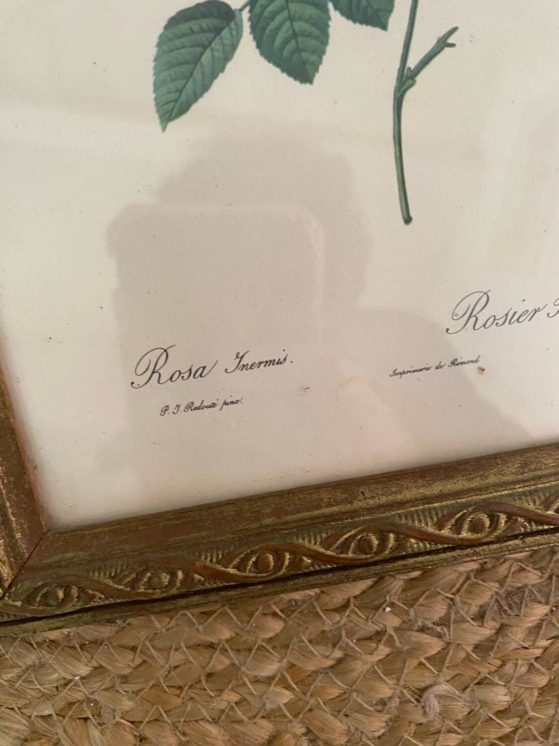 2 Redouté botanical frames of rose bushes.