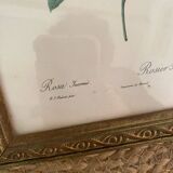 2 Redouté botanical frames of rose bushes.