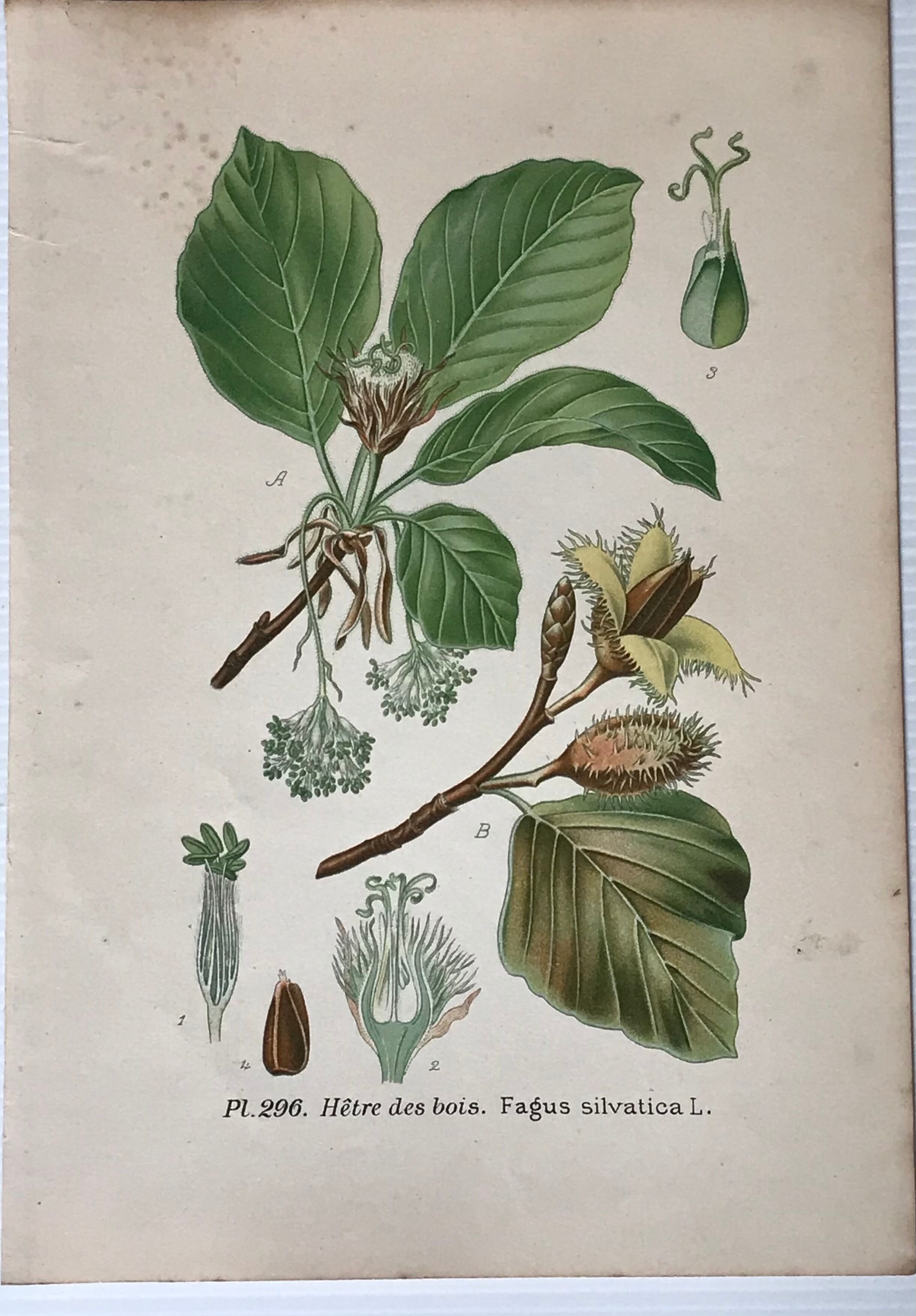 Old botanical plates XIXth