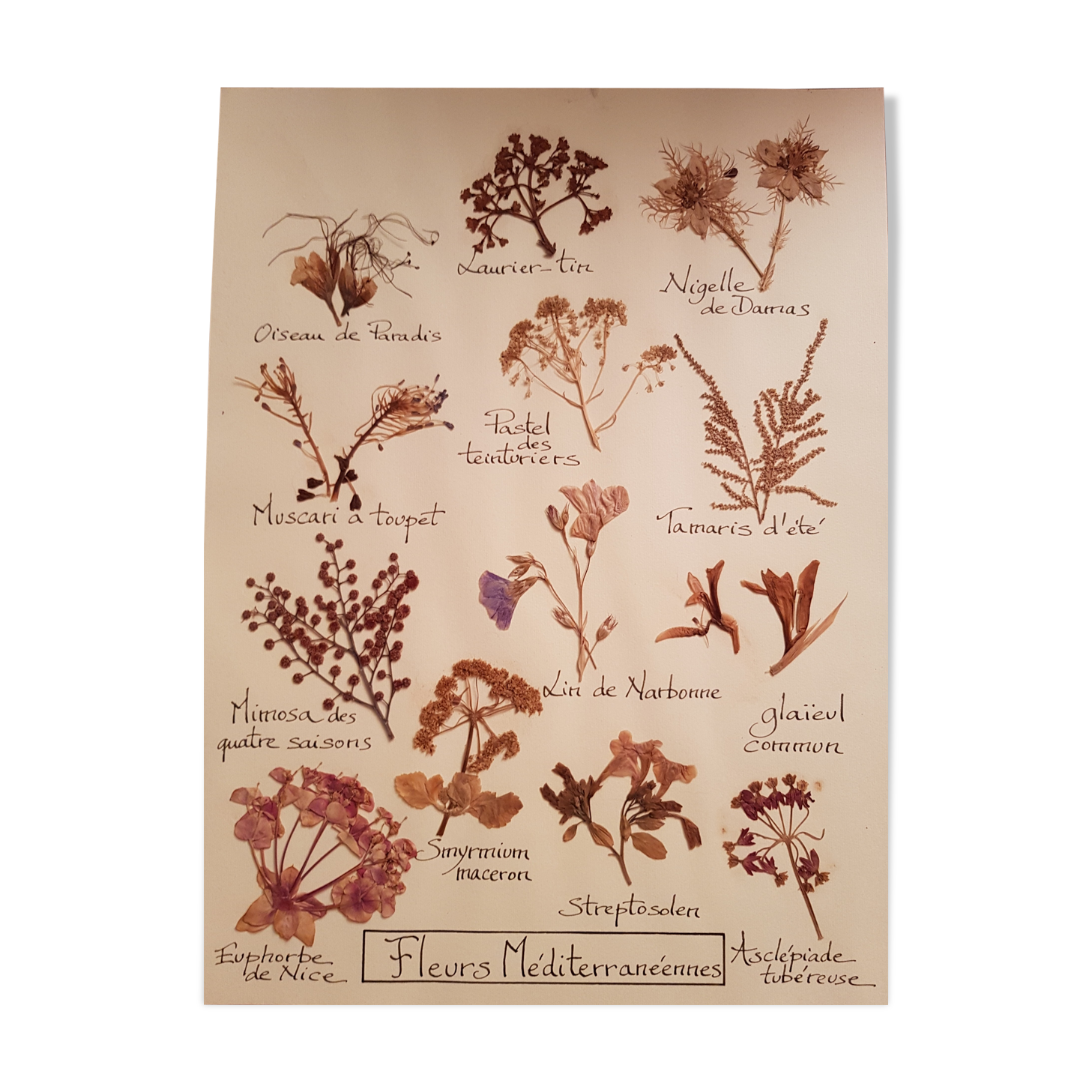 Herbarium plank