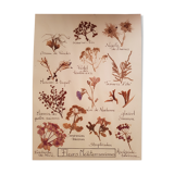Herbarium plank