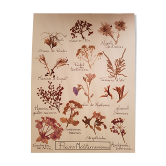 Herbarium plank