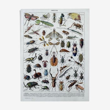Illustration millot "insectes"