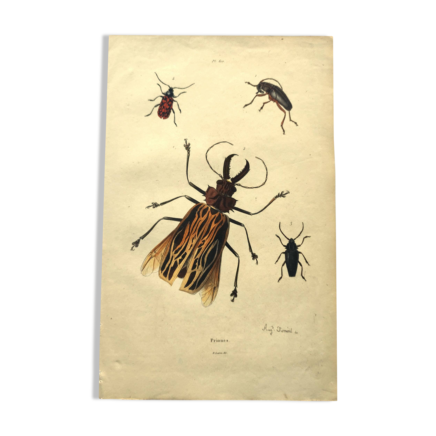 Antique engraving from 1839 - Priones Insects - Hand-colored plate