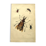Gravure ancienne de 1839 -Insectes Priones - Planche coloriée à la main