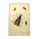 Antique engraving from 1839 - Priones Insects - Hand-colored plate