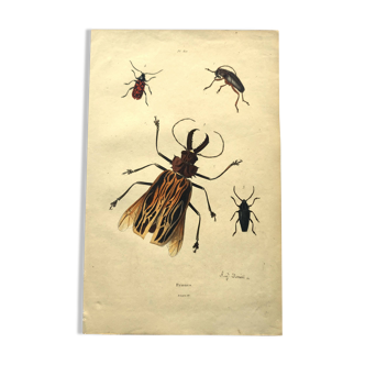 Antique engraving from 1839 - Priones Insects - Hand-colored plate