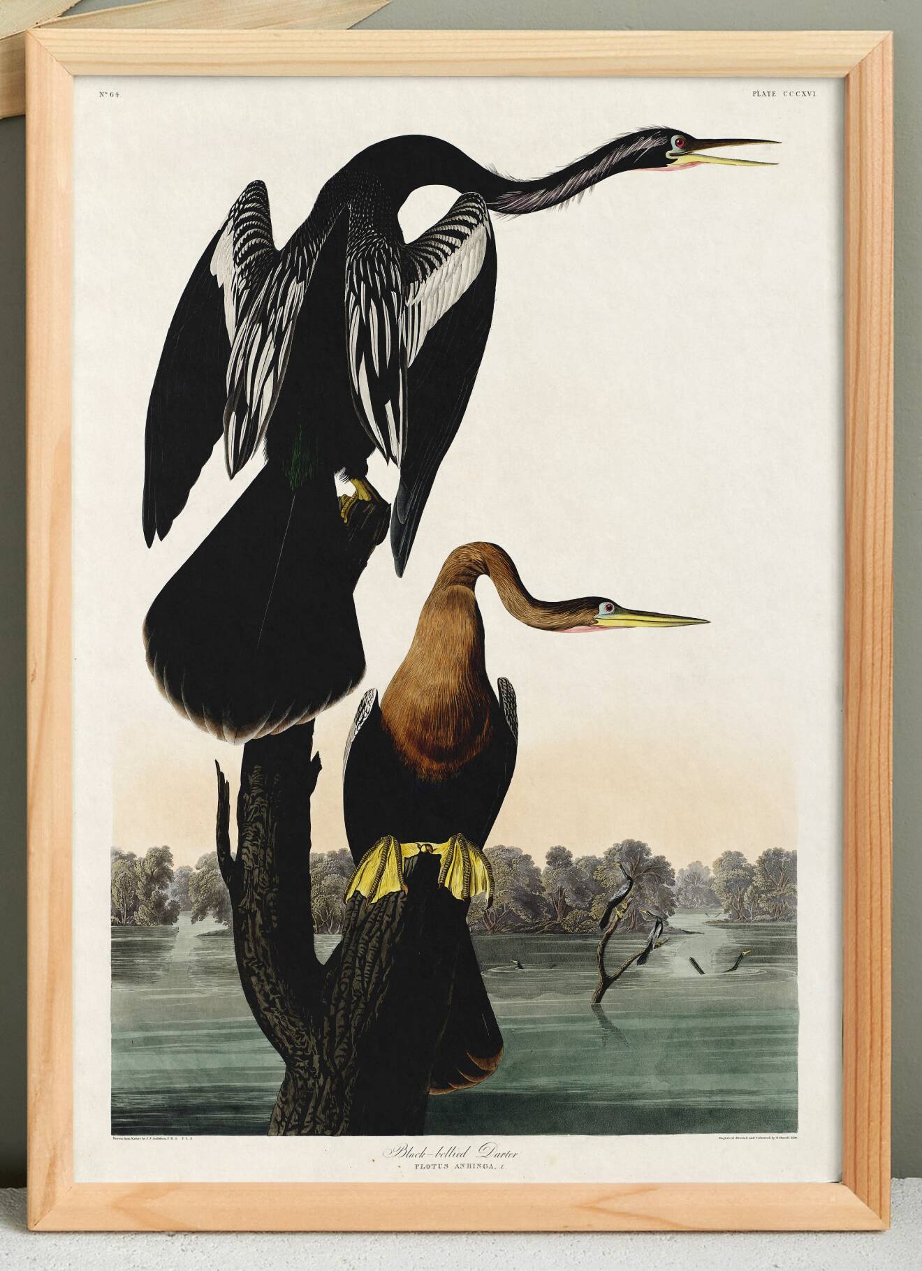 Poster for the Darter of America, based on an old engraving from 1827.