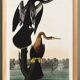 Poster for the Darter of America, based on an old engraving from 1827.