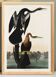 Poster for the Darter of America, based on an old engraving from 1827.