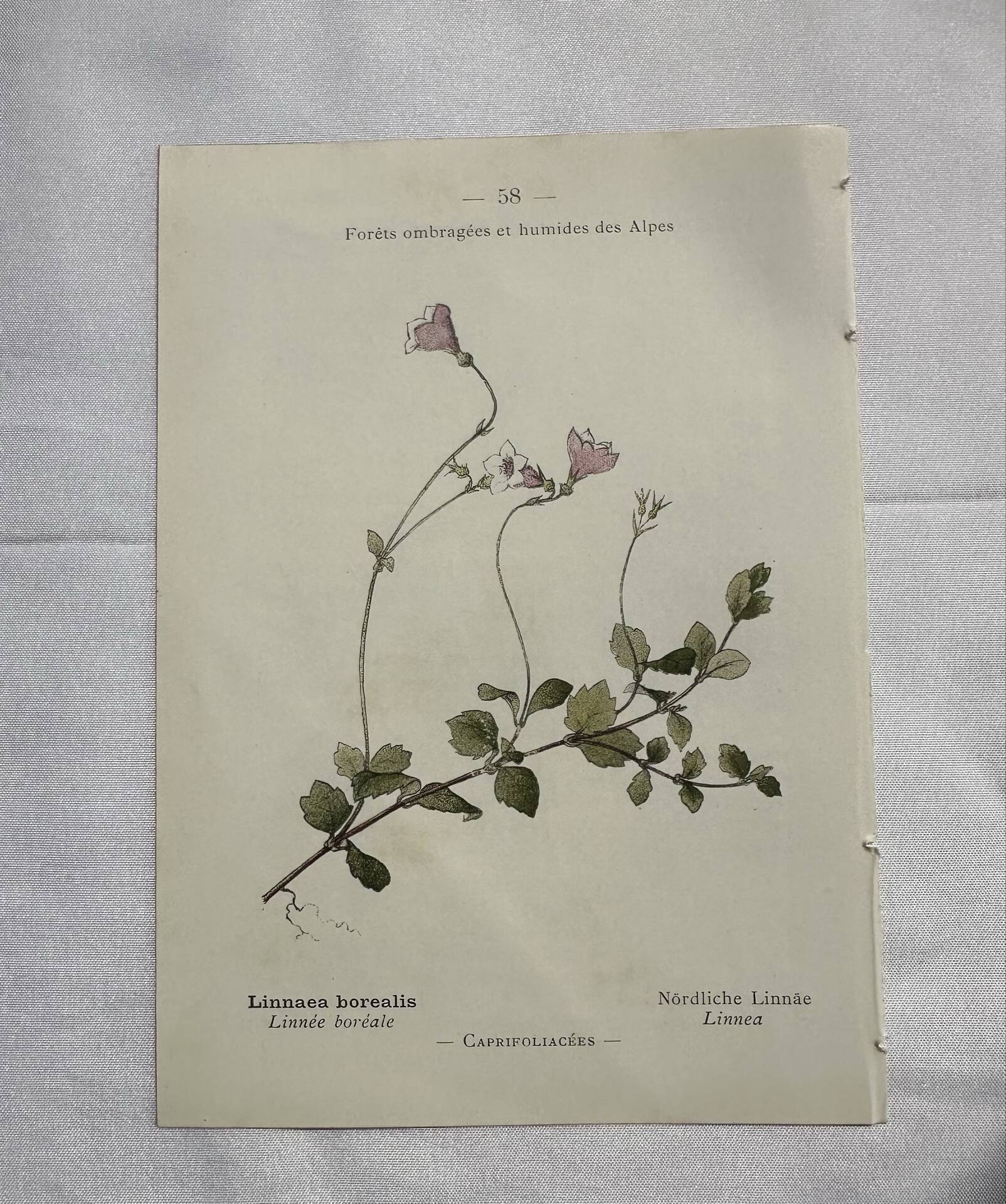 Old botanical plate 1800 France flower and plants nature