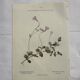 Old botanical plate 1800 France flower and plants nature