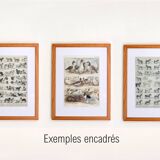 Old engraving from 1920 - Mushrooms - Original plate - mycology