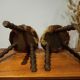 Duo of cowhide stools