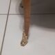 Louis XV style marquetry pedestal table or coffee table