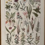 Lithographie sur les plantes de prairies de 1921