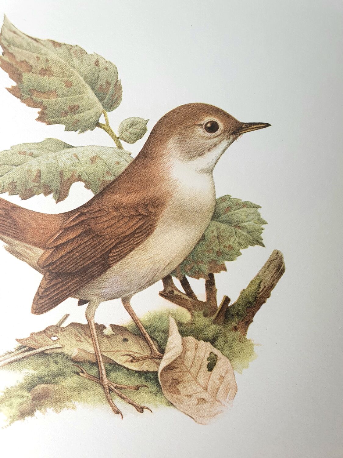 Nightingale philomela board