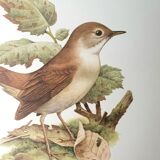 Nightingale philomela board