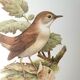 Nightingale philomela board