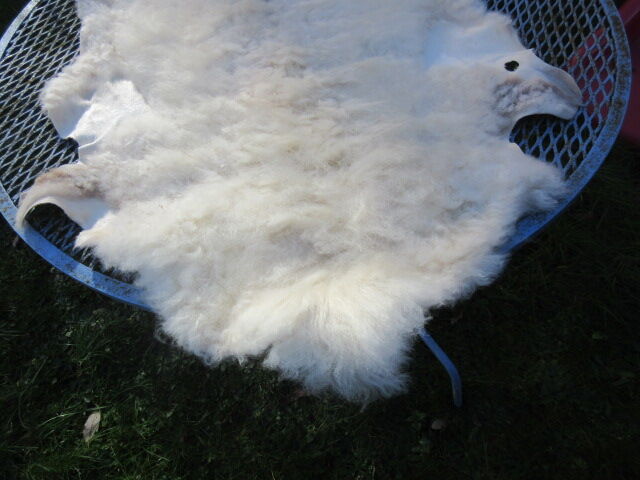Sheepskin