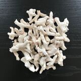 Lot of white corals