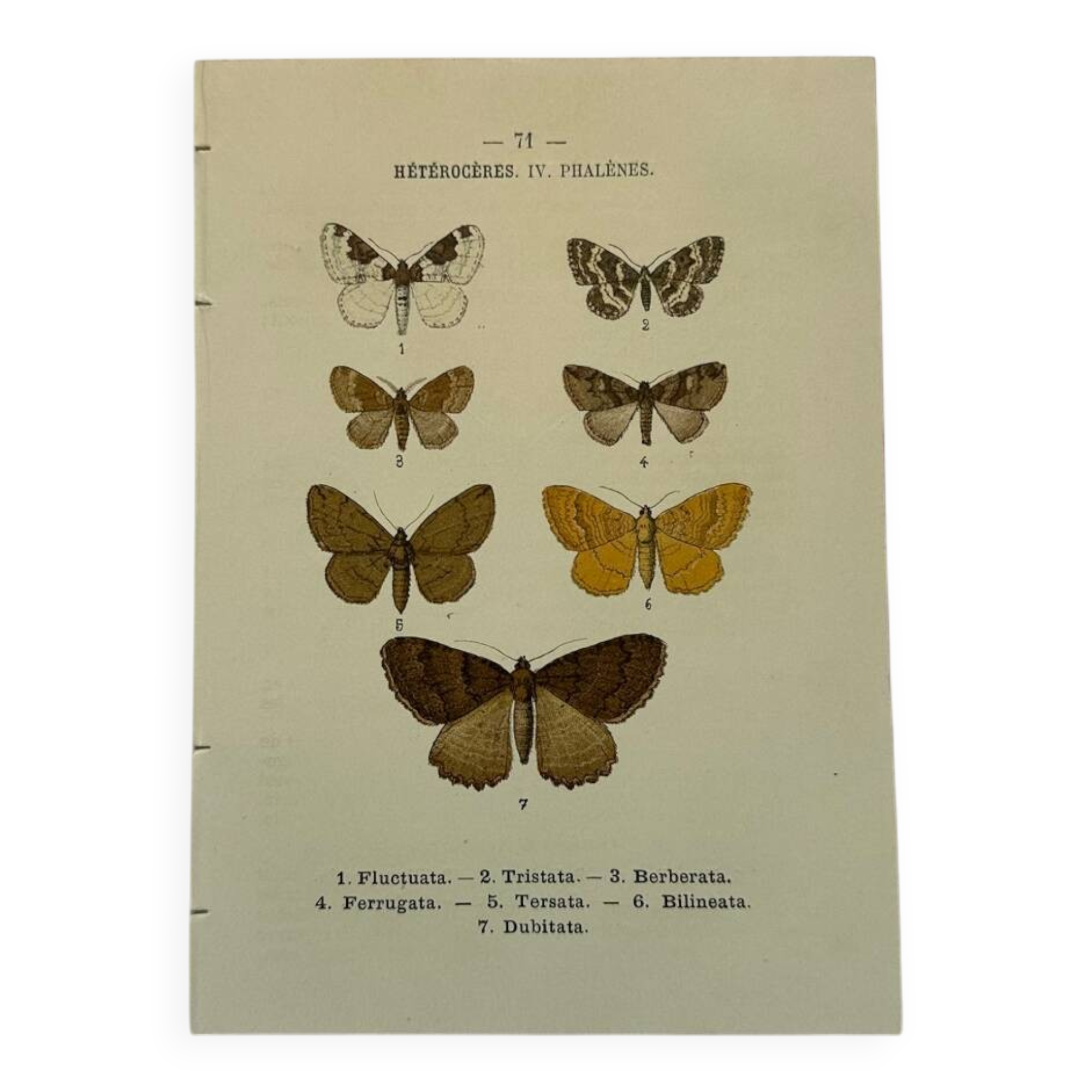 Botanical engraving butterflies double-sided naturalist plate Etching