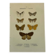 Botanical engraving butterflies double-sided naturalist plate Etching