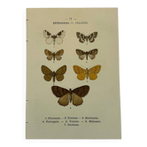 Gravure botanique papillons double face planche naturaliste Eau forte