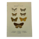 Botanical engraving butterflies double-sided naturalist plate Etching