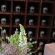 professional furniture, cabinet of curiosities