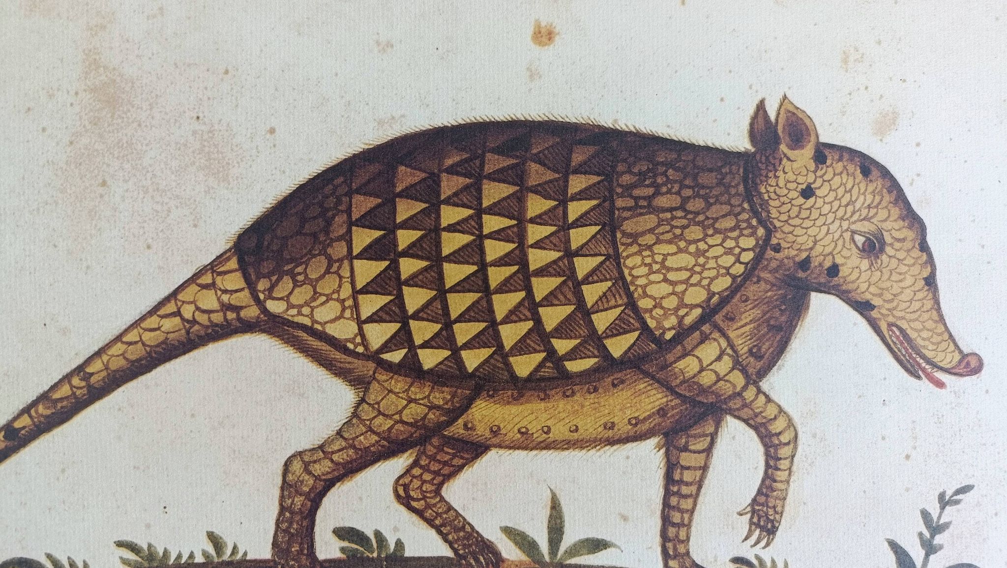 Paire de reproductions du Codex Pomar d'Histoire Naturelle, Valence, 1990