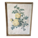 Botanical lithograph by Pierre Joseph Redouté