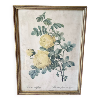 Botanical lithograph by Pierre Joseph Redouté