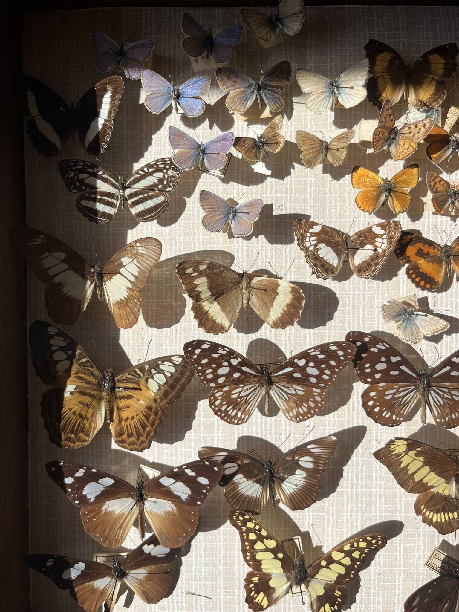 Vitrine / Collection de papillons anciens - 62 papillons