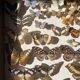Vitrine / Collection de papillons anciens - 62 papillons