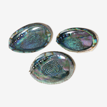 Trio of empty pockets shell abalone