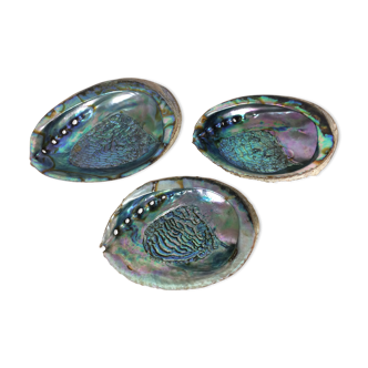 Trio of empty pockets shell abalone