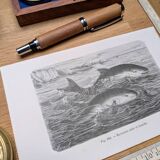 Printed in 1886, The Porpoises
